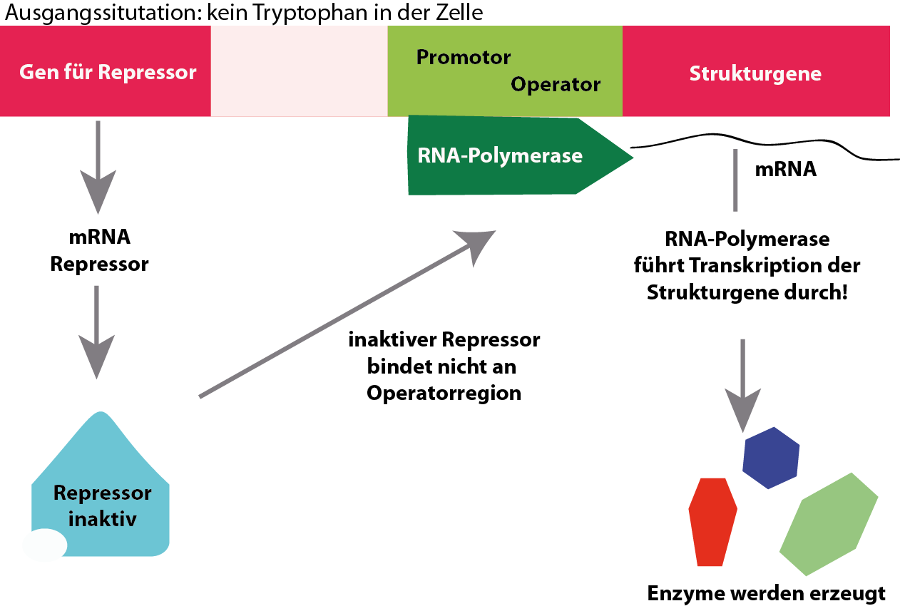 Trp Operon Molekularbiologie Genetik Online Kurse